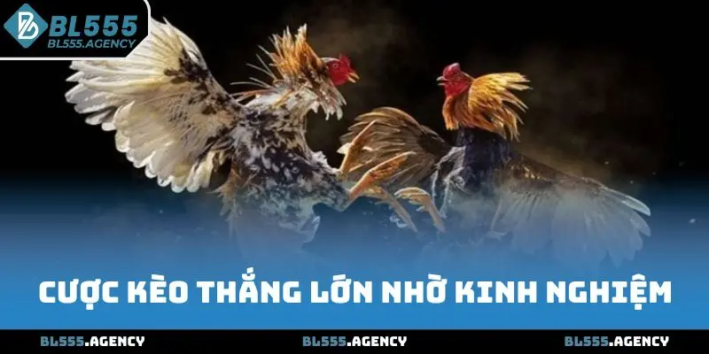 Cược kèo đá gà đòn thắng lớn nhờ kinh nghiệm