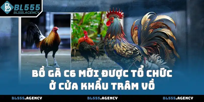 Bồ gà C6 mới được tổ chức ở cửa khẩu Trâm Vồ