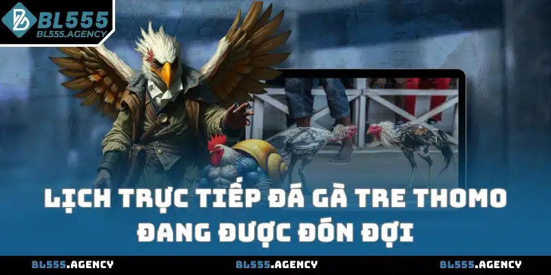 Lịch trực tiếp đá gà tre Thomo đang được đón đợi