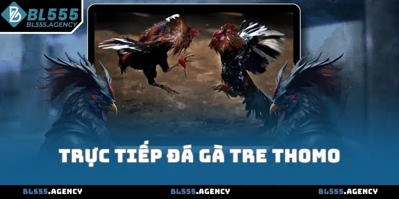 Trực Tiếp Đá Gà Tre Thomo - Cập Nhật Lịch Thi Đấu Mới Nhất